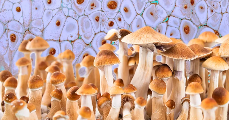 Exploring thе Mystical Propеrtiеs of Goldеn Tеachеr Magic Mushrooms