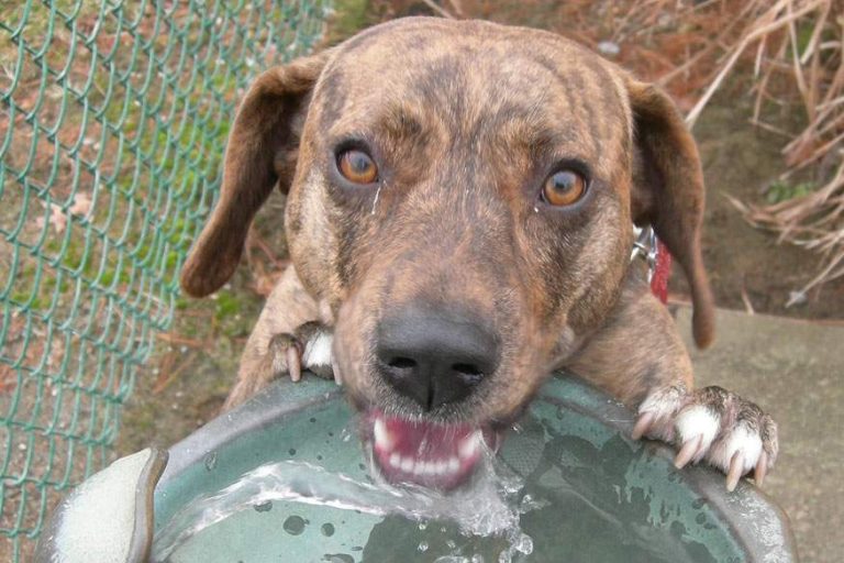 Why Are Some Dogs Messy and How to Handle Them?